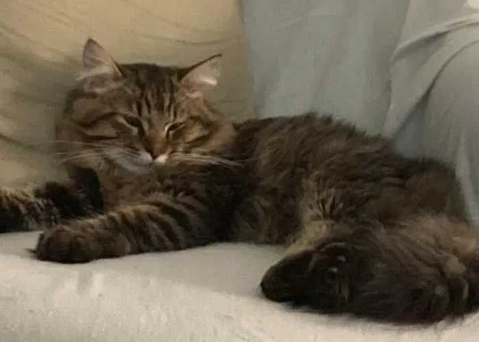 Maison Standing Avec Jardin 10mn De Bordeaux Nyaraló Talence